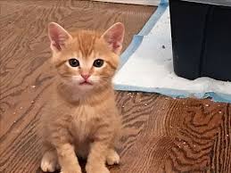 Post a lost/found cat classified ad, search lost/found cats listings, alert local shelters, and print lost cat posters. Burbank Ca Domestic Shorthair Meet Peter Pan Orange Tabby Kitten A Pet For Adoption