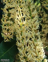 Image result for Macadamia aff. integrifolia
