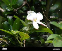 Image result for Hyperacanthus amoenus