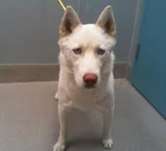 AKC Male. Columbus/ phenix city.