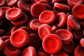 We did not find results for: Red Blood Cell Production Increases But Cost Goes Down Harvard Gazette