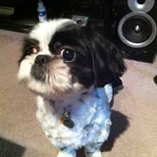 Pet grooming near me's best boards. Best Pet Groomers Near Me March 2021 Find Nearby Pet Groomers Reviews Yelp