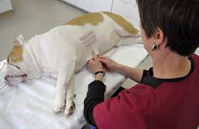 Each method has its own unique advantages and disadvantages, from both a medical standpoint and a client. Allergy Testing For Pets Lynnwood Wa Veterinarian Animal Skin And Allergy Clinic