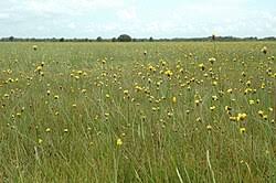 Image result for Eleocharis atropurpurea