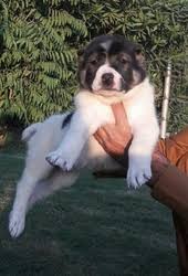 Powerful wide body , large head, thick paws. Alabai Pups For Sale Lahore Free Classifieds In Pakistan