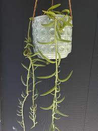 Image result for Senecio consanguineus