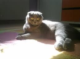 Hareket Eden Kedi Youncaklari Kedili Bir Hayat Yasanmaya Daha Cok Deger
