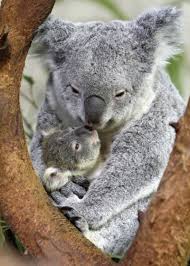 Koala Love Cute Baby Animals Cute Animals Koala