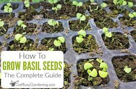 How To Grow Basil From Seed Complete Guide Growing Basil Basil Seeds Easy Herbs To Grow