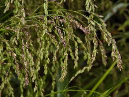 Image result for Glyceria