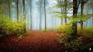 7 Helpful Tips For Better Forest Photos Using A Wide Angle Lens Forest Photography Landscape Pictures Forest Photos