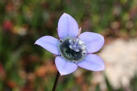Image result for Wahlenbergia napiformis