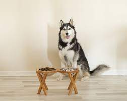 desing cat dog feeder kedi kopek kopek kedi