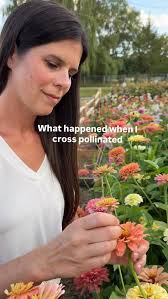 Part 2- zinnia breeding magic ✨