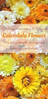An Easy Guide To Growing Harvesting And Drying Organic Calendula Flowers Click To Visit The Butterforal Calendula Hydroponic Growing Organic Vegetable Garden