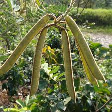 Image result for Tephrosia vogelii