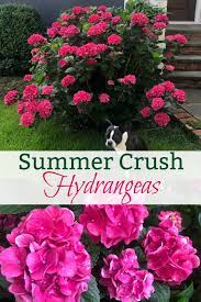 Why Every Garden Needs A Summer Crush Hydrangea Planting Care Tips Planting Hydrangeas Growing Hydrangeas Endless Summer Hydrangea