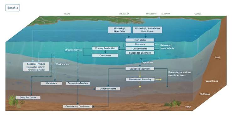 What is the Gulf of Mexico Dead Zone?