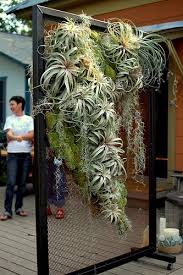 Find out how to use glass to display air plants beginning with the quintessential terrarium and then move onto here's how to water air plants, what temperature they thrive in, how much light they need, and some of the coolest ways to plant them and display them. Air Plants On Display Hanging Air Plants Plants Air Plants