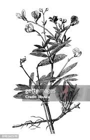 Image result for Lathyrus hirsutus