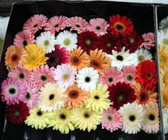 Image result for Gerbera jamesonii