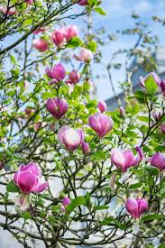 Tree with purple flowers uk. Beautiful Light Pink Purple Magnolia Tree With Blooming Flowers Stock Photo Picture And Royalty Free Image Image 72453803