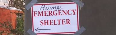 Napa valley german shepherd rescue: Stepping Up For Evacuated Pets Napa Humane