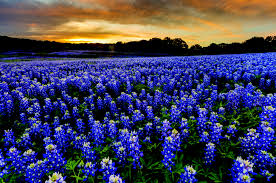 Maybe you would like to learn more about one of these? Where To See The Wildflowers A Hill Country Guide Austin Monthly Magazine