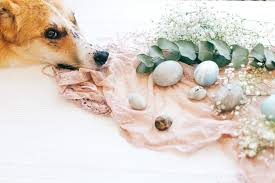 So if a product is ineffective or causes a dangerous reaction to your pet, you have no recourse with the pharmaceutical company. Eucalyptus Oil For Dogs Is It Safe Great Pet Care