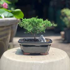 Young Juniper Bonsai in Glazed Pot W/ Free Shipping