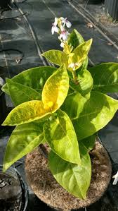 Image result for Pseuderanthemum