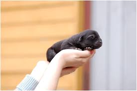 Justanswer.com has been visited by 100k+ users in the past month When Do Puppies Open Their Eyes