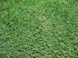 Augustine grasses are the most common, with st. Bermudagrasslawns Com Seeding Lawn Bermuda Grass Seed Bermuda Grass