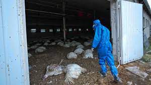 Elle sévit principalement chez les oiseaux d'élevage tels que les oies, les dindes et c'est notamment le cas du virus h5n1, détecté à hong kong en 1997 et responsable d'une pandémie ayant entraîné la mort de millions d'oiseaux et de. Grippe Aviaire H5n8 La Russie Dit Avoir Detecte Le Premier Cas De Transmission A L Humain Le Soir Plus