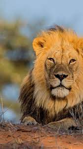 Micromax A190 Canvas Hd Plus Animal Wallpaper Lowe