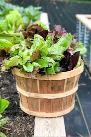 Maybe you would like to learn more about one of these? How To Harvest A Bountiful Garden Of Lettuce Growfully