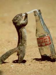 Pin On Cute Beautiful Animals