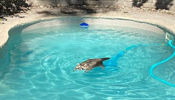 BEATING THE HEAT! One family in Canada watched as this "trash panda"  decided it wanted to cool off with a leisurely swim in their backyard:  "This is insane, there is a raccoon swimming in our pool!" 😂 ...