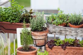 Un jardin sur un balcon haussmannien. Comment Creer Un Potager A Hauteurs Sur Un Balcon Peu Ensoleille