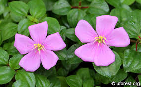 Image result for Heterotis rotundifolia