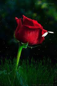 Gif love rose beautiful flowers. Gifs Of Roses Beautiful Bouquets Of Different Colors 60 Pieces