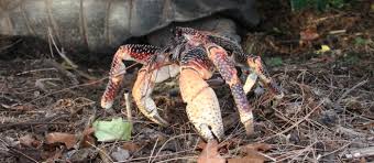 The coconut crab (birgus latro) is a species of terrestrial hermit crab, also known as the robber crab or palm thief. Coconut Crab Local Crab From Vanuatu