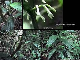 Image result for Corymborkis