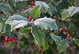 Christmas cacti need light to bloom. Holiday Plants Poisonous To Pets Poinsettias Cactus Mistletoe