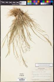 Image result for Sporobolus coromandelianus