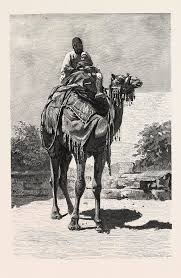It is a giant mammal who can survive in deserts easily. Camel Rider Egypt Drawing By Litz Collection