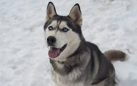 Puppyfinder.com is your source for finding an ideal siberian husky puppy for sale in usa. Siberian Husky Price Discover This Canine S Cost My Dog S Name