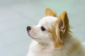 Shih tzu pomeranian mix puppies. Shiranian Pomeranian Shih Tzu Mix Info Pictures Traits Facts