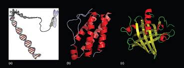 Dna contains instructions for making what other biomolecule adenine (a), guanine dna bases pair up with each other, a with t and c with g, to form units called base pairs. How Do Genes Direct The Production Of Proteins Principles Of Biology