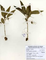 Image result for Dorstenia cuspidata